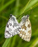 245 - MARBLED WHITE BUTTERFLIES MATING - NASH JOHN - united kingdom <div